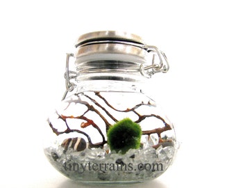 Mother's Day Gift Marimo Terrarium: Marimo Moss Ball Small Wide Stainless Steel Jar Terrarium Kit, 23 Colors, Gift Wrap, Card, Fast Shipping