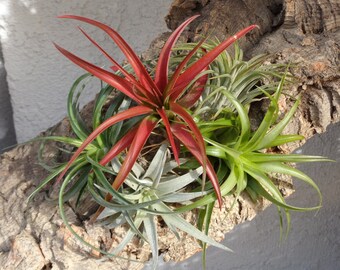 Deluxe Air Plant 5 Pack-Tillandsia Assortment.