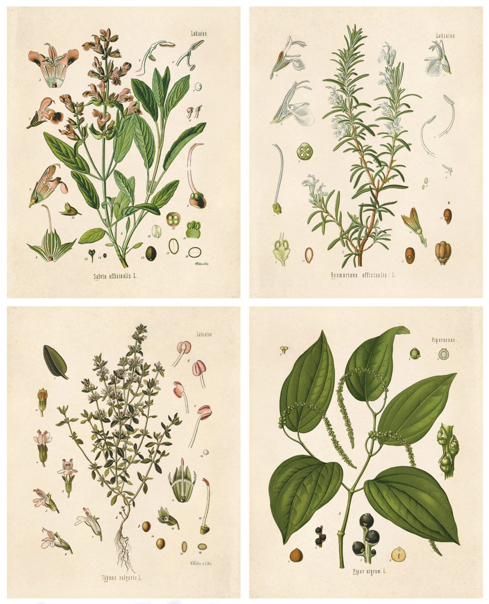kitchen art posters set of 4 vintage fresh herbs plants flowers vintage art prints gallery wall cp288 - Kitchen Art kitchen art posters set of 4 vintage fresh herbs plants flowers vintage art prints gallery wall cp288 - Kitchen Art
