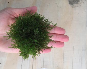 Live moss, natural moss, real moss, wedding decoration moss, centrepiece decoration moss, fairy moss, bonsai moss
