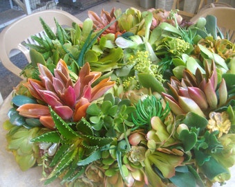 Summer Color 8 inch Living Succulent Wreath succulent cuttings succulent starts succulent clippings