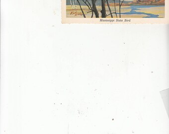 1960s Artist Ken Haag Postcard Mississippi State Bird Mockingbird Unused