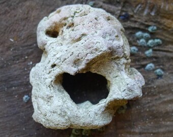 Holey Beach Stone / Lucky/ Scottish Hag Stone / Two Holes