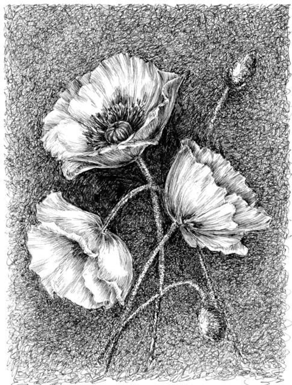 Items similar to Garden flower drawing, poppy art, floral artwork