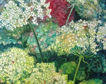 Queen Ann's Lace Study II an original watercolor