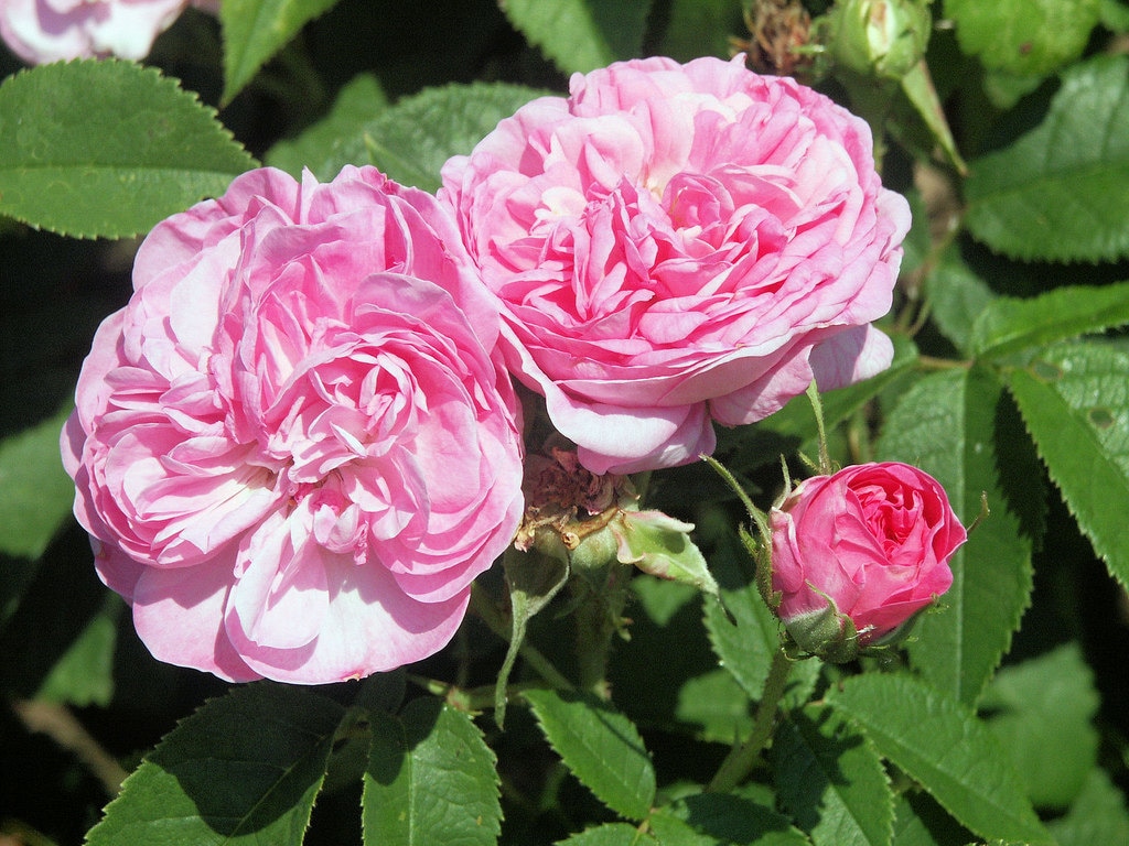Damascena Rose Damascena Rose