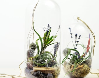 Air Plant Terrarium// Hanging Terrarium// Tall Glass Orb// Lavender// Living Home Decor