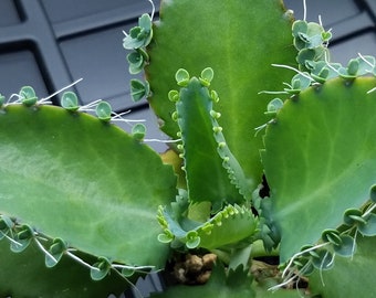 Mother of Thousands - Mother of Millions - Live plant