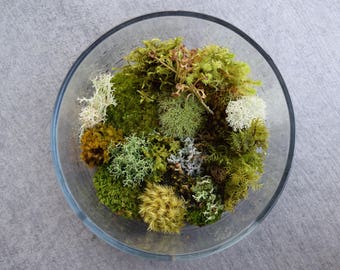 Bonsai Moss Variety Pack! (For Terrariums, Bonsai, Fairy Gardens)