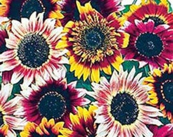 ASU)~BOHEMIAN RHAPSODY Mix Sunflower~ Seeds!!!~~~A Sunflower Rainbow!