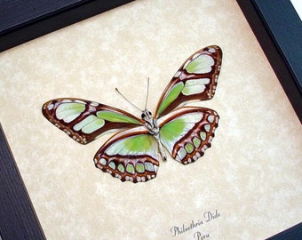 Mother's Day Gift Real Green Peru Glider Conservation Quality Display 483V