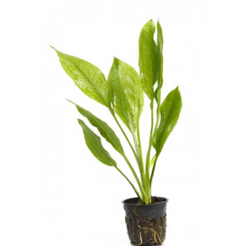 Potted Amazon Sword Plant Beginner Tropical Live Aquarium