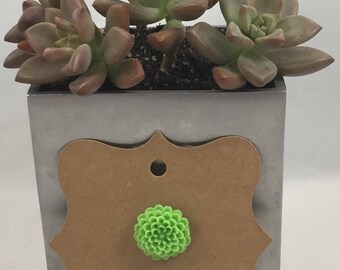 Chrysanthemum Pin Grassy Green
