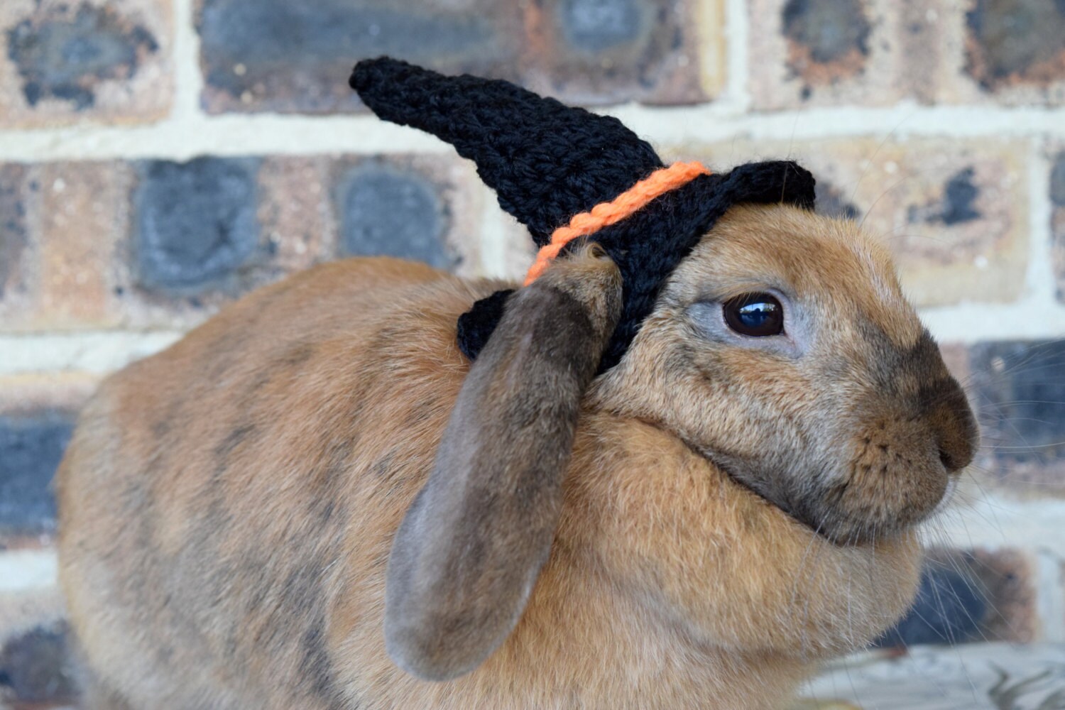 Rabbit clothes and accessories Real fur accessories can brighten up your mood & look on even the most dull of days. From fur wraps & shawls, scarves, fur collars, to earmuffs, and fur trim gloves, /5().