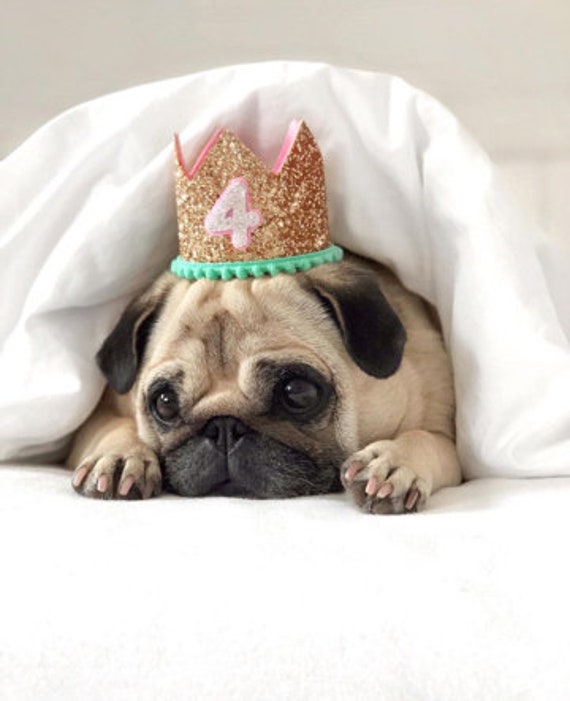 Dog Birthday || Dog Costume || Dog Birthday Hat || Dog Party Hat || Dog Birthday Party || Dog Clothes