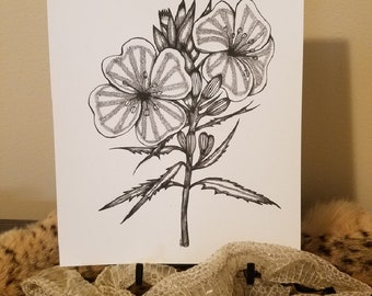 Original Drawing: Missouri Evening Primrose