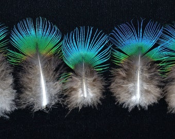 set of 10 blue Peacock neck feathers