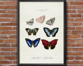 Old vintage Illustrations of insects-Butterfly 7