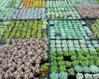 100 Assorted 2" Pot Succulents - Party, wedding favors, arrangements, wreaths, - Exotic Succulent Plant