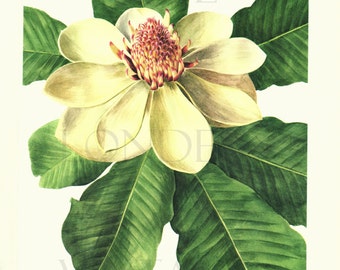 1972 Vintage Magnolia Obovata poster Magnolia print French country decor Vintage botanical art Botanical print Flower decor Flower poster
