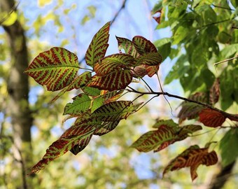 Red and green vibrant leaves
