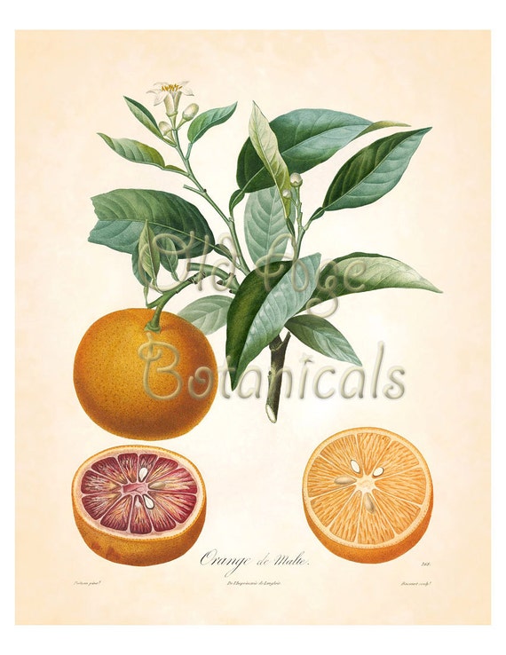 Citrus Fruit Chart