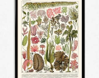 Sea Ferns Vintage Print 5 - Fern Poster - Sea Ferns Art - Kitchen Decor - Kitchen Art - Botanical Science - Wall Art - Wall Decor - Larousse