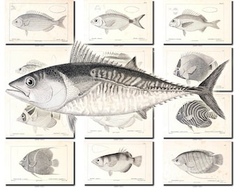 FISHES-43-bw Collection of 150 vintage images Aquarium common species pictures High resolution digital download printable water animals