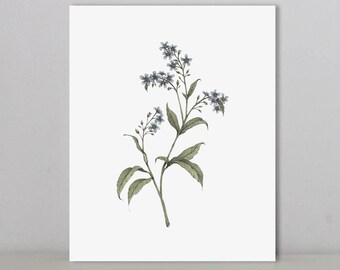Forget Me Nots | Art Print