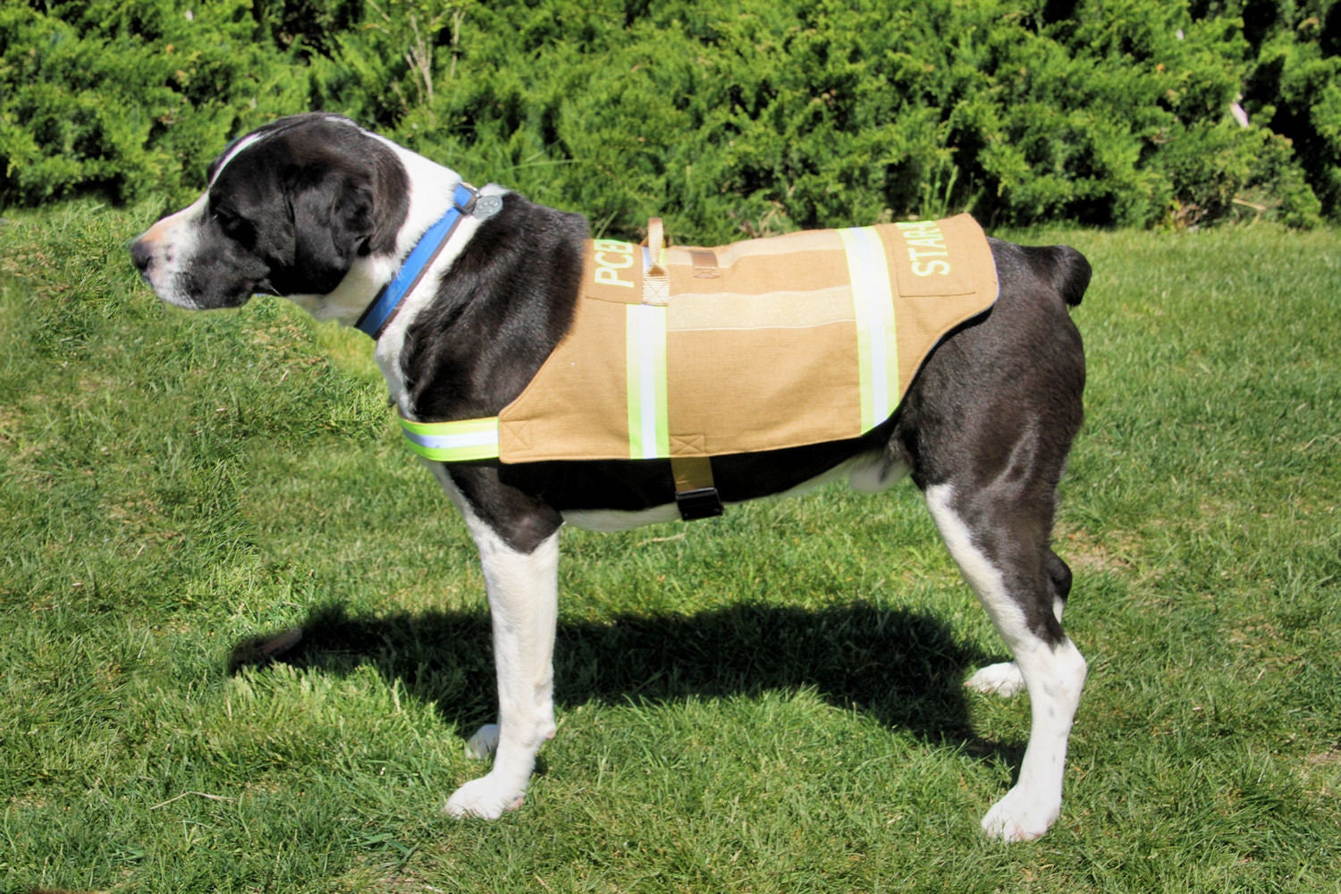 Bunker's Gear Service Dog Vest Therapy Dog Vest
