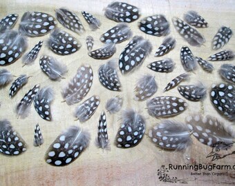 Cruelty Free Feathers Miniature Feather Guinea Fowl Feather Real Bird Feathers Loose Natural Feathers Real Feathers For Crafts Qty 30 < 1"