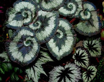 Specialty Plant / Begonia / Escargot 4" Pot RT76-D