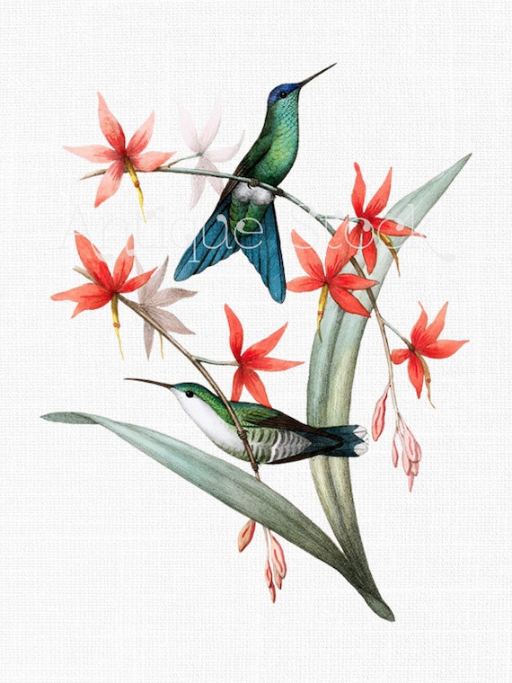 Hummingbirds Clipart Image 'Violet-capped Woodnymph'