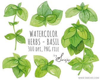 Digital Clipart, Herbs Clipart, Herbs, Floral Clip Art, Watercolor Leaves, Basil, Hand painted