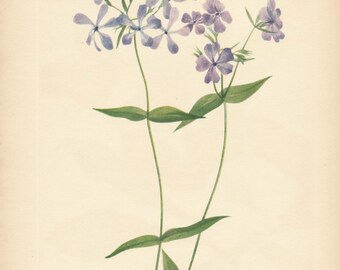 1925 Wildflower Botanical Antique Print