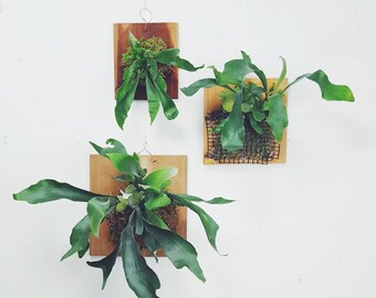 Staghorn Fern Mounted on Cedar