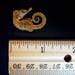 Pygmy Seahorse 0.75" - 1.25" sea horse dried small preserved taxidermy sea life ocean theme beach decor