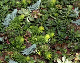 Sedum Mixture - 250 Seeds - Stonecrop Succulent