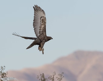 Red-tailed Hawk take-off: photo print, metal, canvas