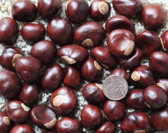 50 Buckeye Nuts - Central Ohio Grown, Dried & Ready For Use