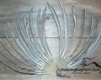 feathers bird