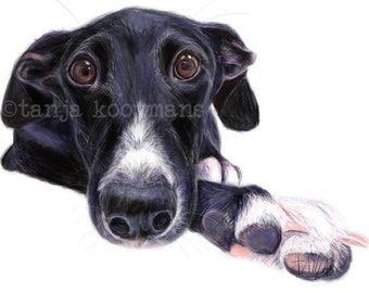 Greyhound, greyhound art, Galgo, galgo art, Galgo Espagñol, Sighthound, Whippe, Dog Art print, custom dog portrait,print 8x12 inch