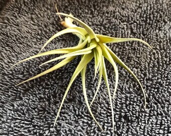 Gorgeous Air Plant