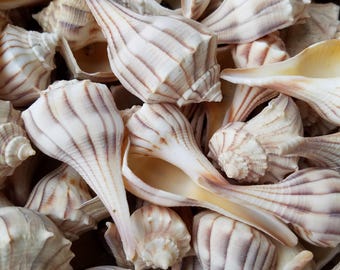 Lightning Whelk Conch Shells Left Handed Sinistral Seashells State of Texas Shell Stripped Spiral Top Hermit Crabs Gulf Coast Sacred Tribal
