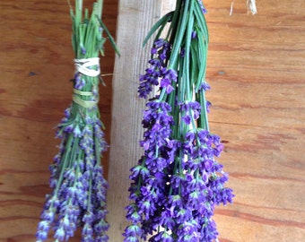 Organic Lavender Seeds English Lavender Seed Lavandula angustifolia Grow Your Own Fresh Lavender