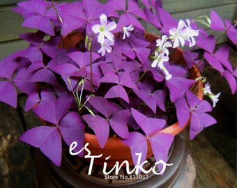 2pcs Oxalis Triangularis Seeds Purple Shamrock Plant Best Foliage Plant Home Garden Bonsai Flower Seeds
