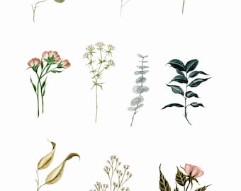 Small Botanicals - PRINT