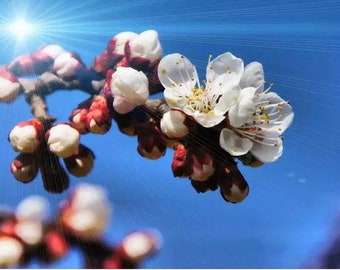The flower bud under the light
