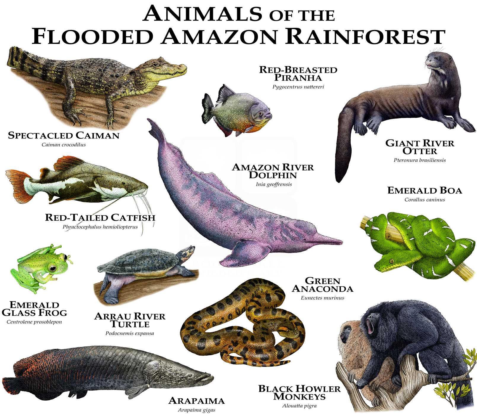 Amazon Rainforest Animals Facts