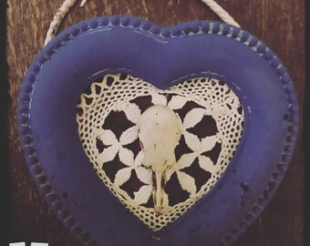 Bird skull mounted and framed